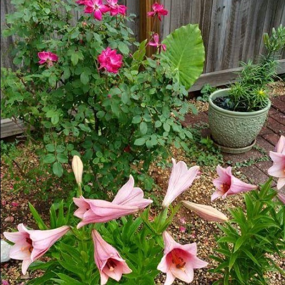 Meet your Posher, Marsha - Picture 7 of 8